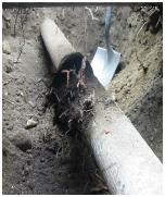Roots in sewer pipe